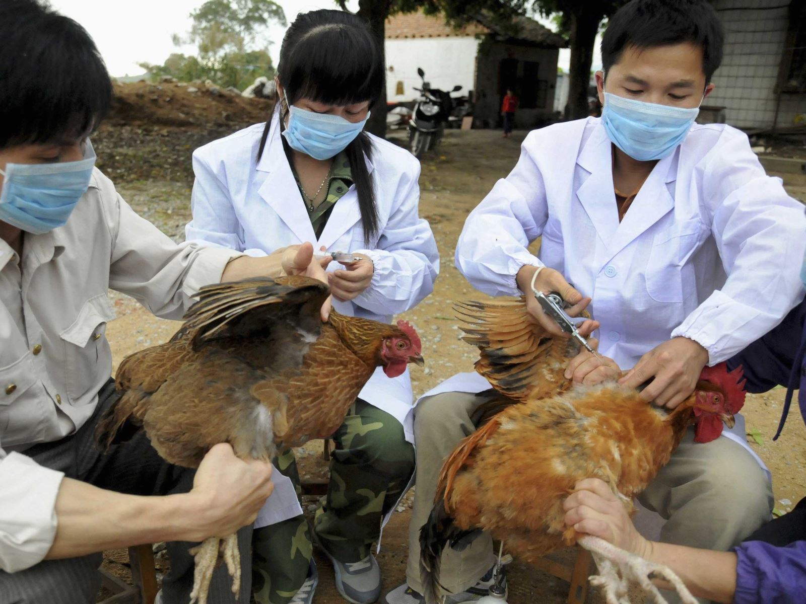 قتل 4.4 ملايين طير في كوريا الجنوبية مصابين بأنفلونزا الطيور