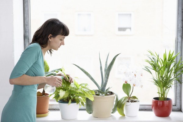 النباتات المنزلية تساهم بشكل فعال في تحسين الصحة الجسدية والنفسية