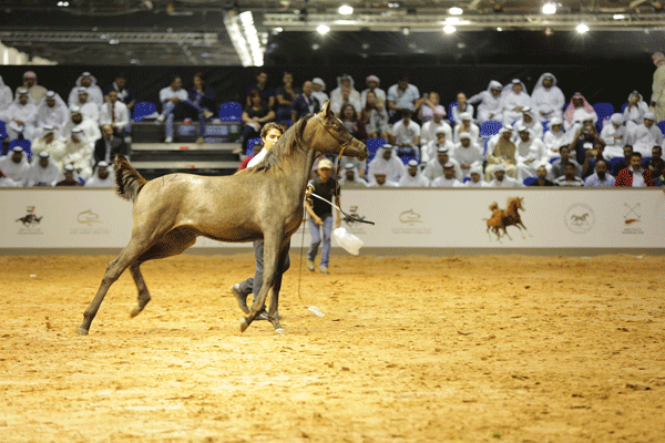 مبيعات الخيول السنوية تبلغ نحو 700 حصان