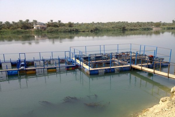 بحيرة أسماك عراقية على نهر الفرات