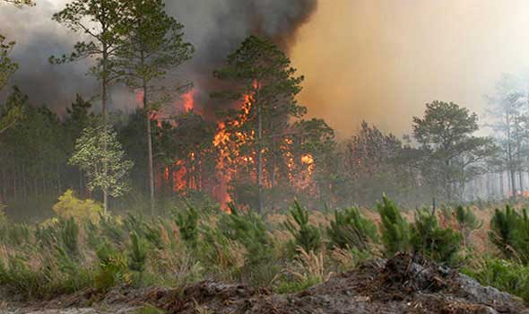 270 حريقًا يجتاح غابات المغرب