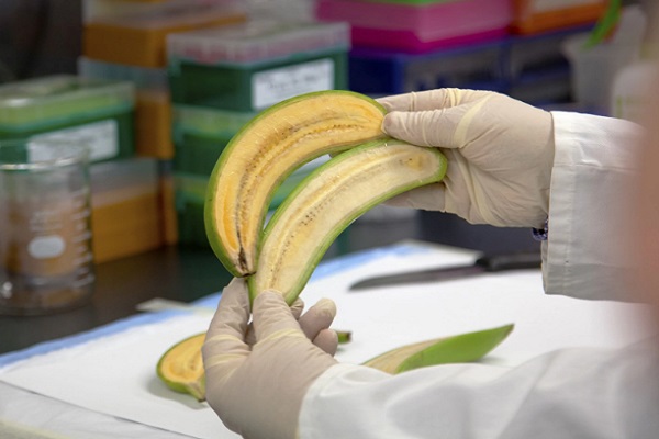 سباق بحثي لإنقاذ الموز من الانقراض