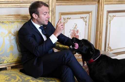 كلب الرئيس الفرنسي يحرجه!