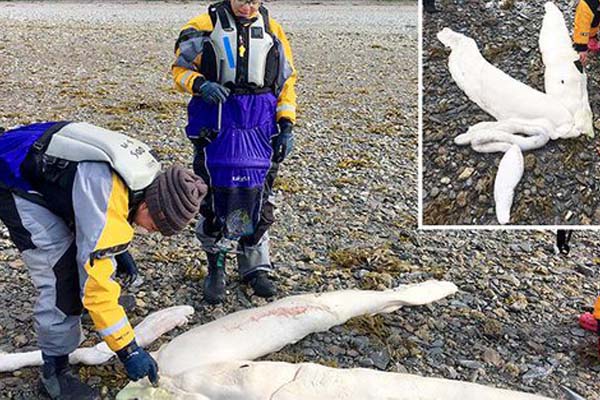 العثور على مخلوق بحري غريب على شواطئ ألاسكا