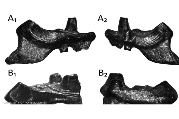 العثور على أسنان أقدم أسلاف البشر في انجلترا