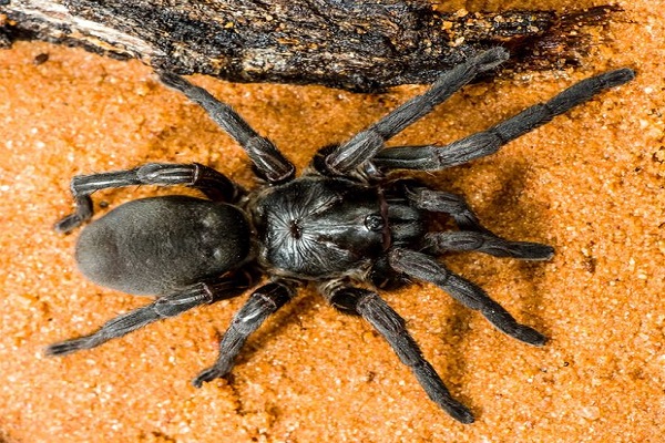 العلماء يكتشفون 50 نوعًا جديدًا من العناكب