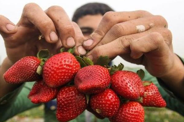 الصادرات الزراعية المصرية تواجه أزمة بسبب المبيدات الحشرية