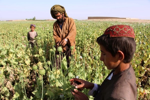 طالبان تتحول إلى صناعة المخدرات لتمويل عملياتها