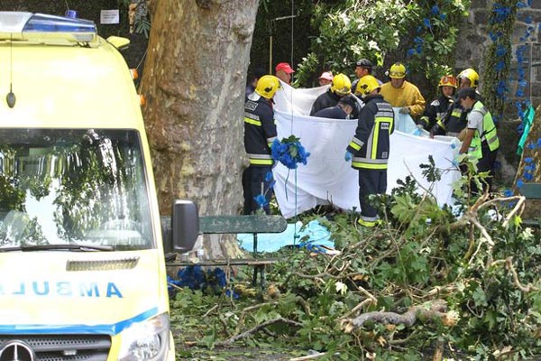 شجرة معمّرة تقتل 13 مصليًا في جزيرة برتغالية
