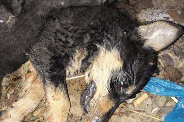 كلاب قتلت بالسم في إحدى ضواحي بيروت