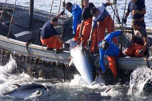 تحركات إسبانية للدفاع عن اتفاقية الصيد البحري مع المغرب