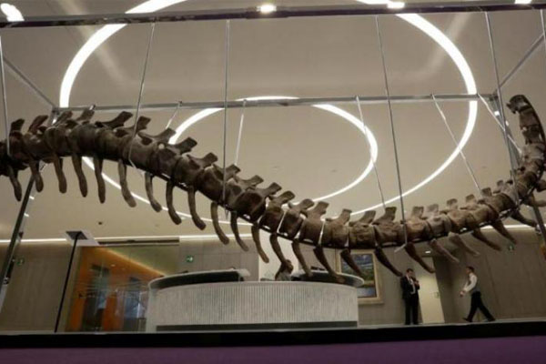 بيع ذيل ديناصور بمزاد في المكسيك