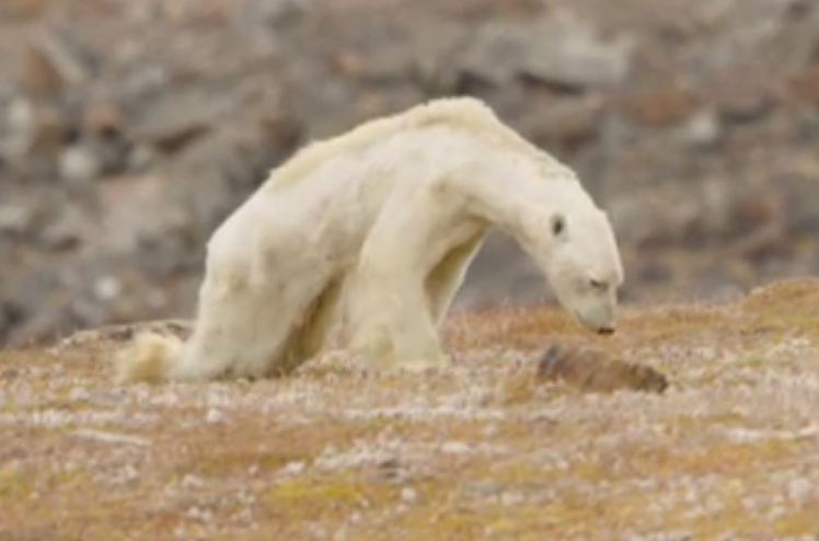 الدب القطبي الجائع يلهب التواصل الاجتماعي