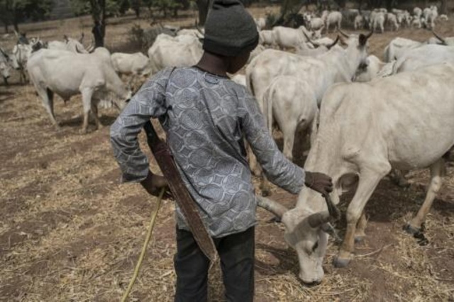 14 قتيلًا في مواجهات بين مربّي مواش ومزارعين في نيجيريا