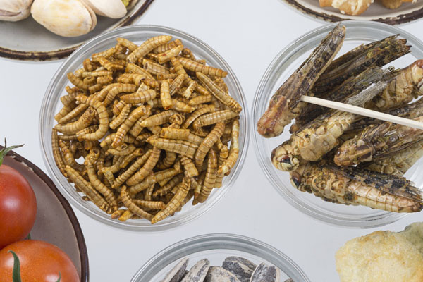 الحشرات مادة غذائية مفيدة للإنسان