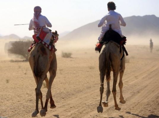 فوز ابل الأمير عبدالعزيز بن فهد بسباق الهجن السنوي