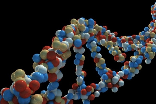 خردة الحمض النووي تحفظ تماسك الجينوم