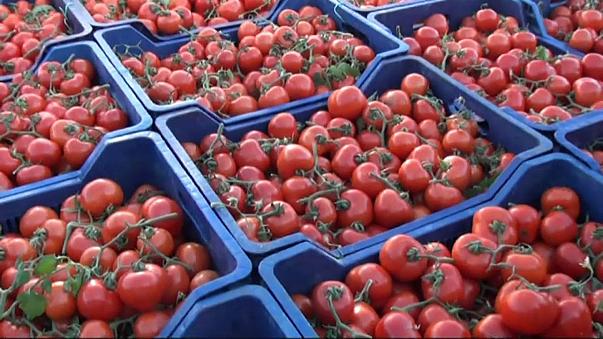 روسيا ترفع الحظر عن استيراد الطماطم التركية