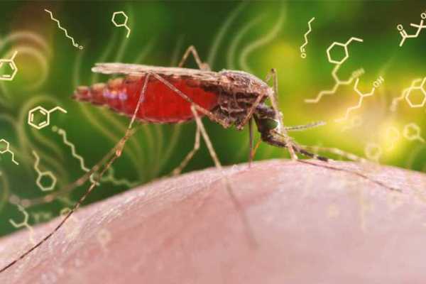 الكشف المبكر عن الملاريا من رائحة جسد المصاب
