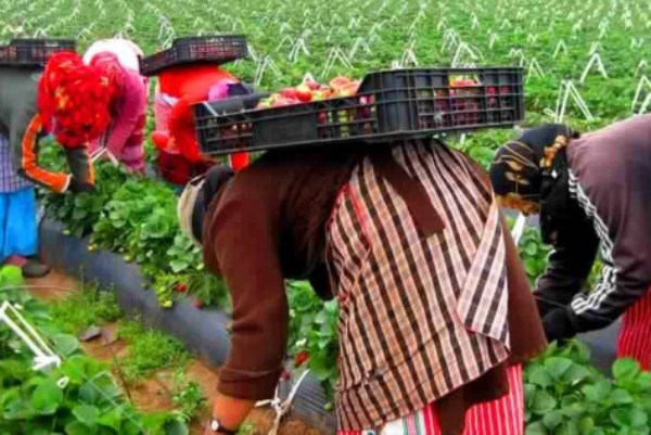 نقاش ساخن بالبرلمان المغربي حول العاملات في حقول الفراولة بإسبانيا
