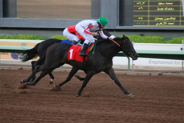 الجواد السيف الأجرب