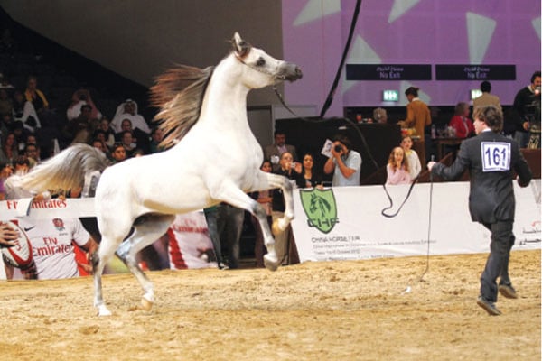 جانب من مسابقة دبي للخيول الأصيلة للموسم الماضي