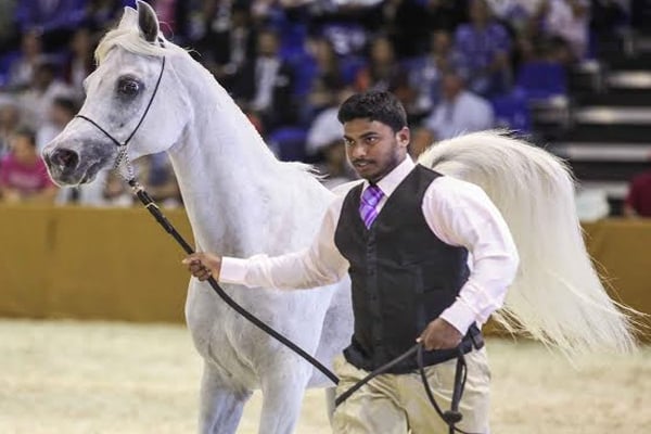 جانب من ختام بطولة دبي الدولية الحادية عشر لجمال الخيول 