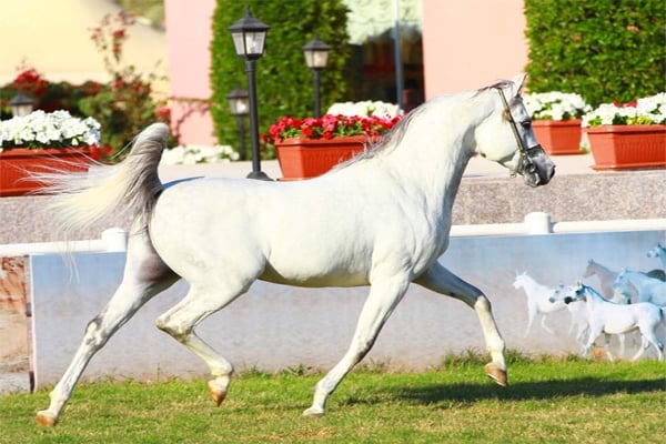 رياضة الخيول تحظى باهتمام ورعاية العاهل السعودي