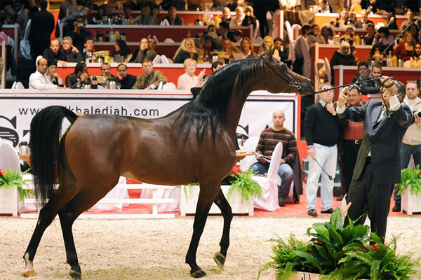 من جمال الخيول العربية الأصيلة