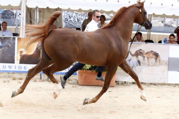 الحصان العالمي ماركيز يستعرض جماله خلال مجريات المسابقة الدولية