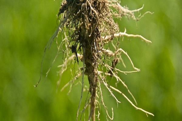 إيقاف فريق ناشئين من الباراغواي يحمل 400 كلغ من القنب الهندي