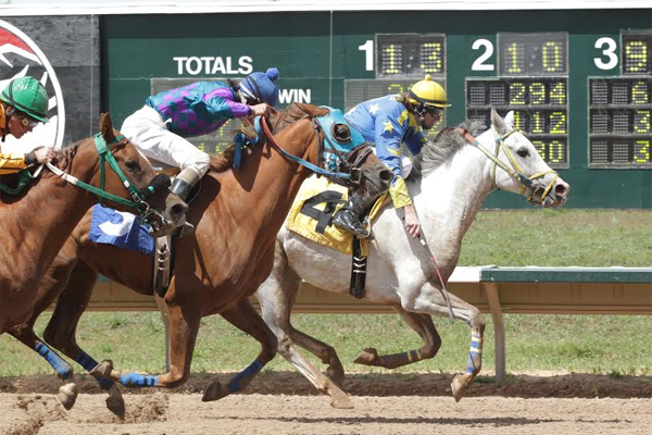 ابرز الخيول المشاركة في السباق