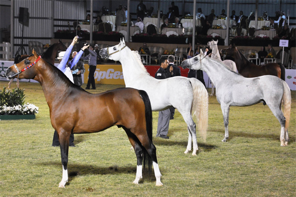 جانب من بطولة الخيول العربية السابقة