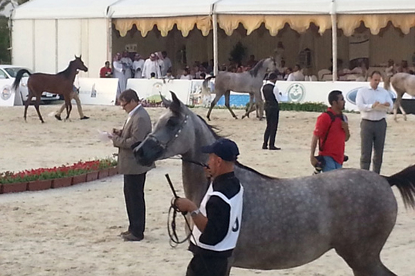 من مسابقة كأس المنتجين للخيل العربية الثالثة