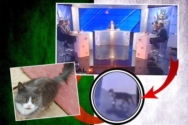 قط يقتحم استديو تحليلي رياضي في الجزائر