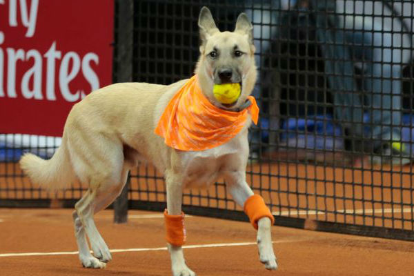 كلب يلتقط الكرة الصفراء في أحد ملاعب التنس البرازيلية