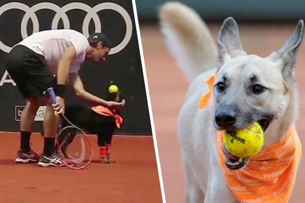 كلاب مدربة في ملاعب التنس لجمع الكرات
