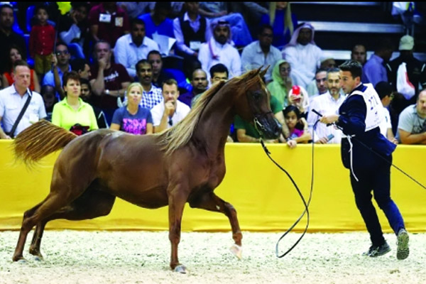 من منافسات بطولة دبي لجمال الخيول