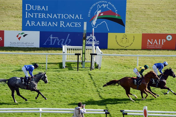 من سباق دبي الدولي للخيول العربية الأصيلة في النسخة الماضية
