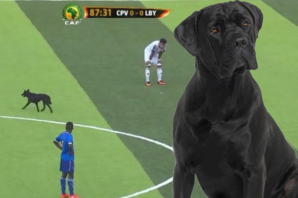 كلب يقتحم مباراة ليبيا والرأس الأخضر ويحرم فرسان المتوسط من تسجيل هدف محقق