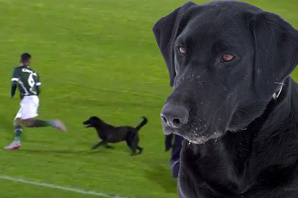 اقتحم كلب ضخم مباراة في دوري الدرجة الثانية البرازيلية لمطاردة بعض اللاعبين
