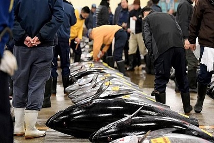 سوق سمك شهيرة تعرقل مشاريع النقل لأولمبياد طوكيو 2020