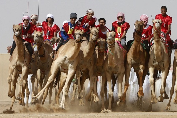 السعودية تعتزم تنظيم مسابقتين للهجن والخيول
