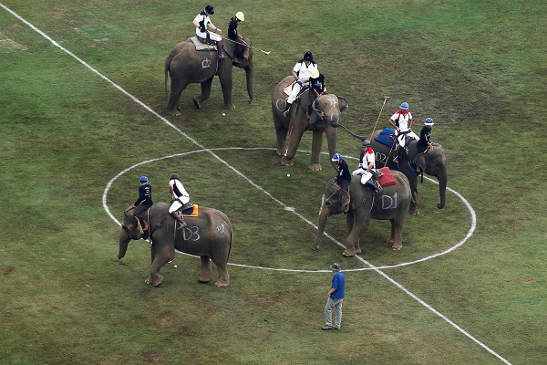 تايلاند تستخدم الأفيال لمكافحة المراهنات قبل المونديال
