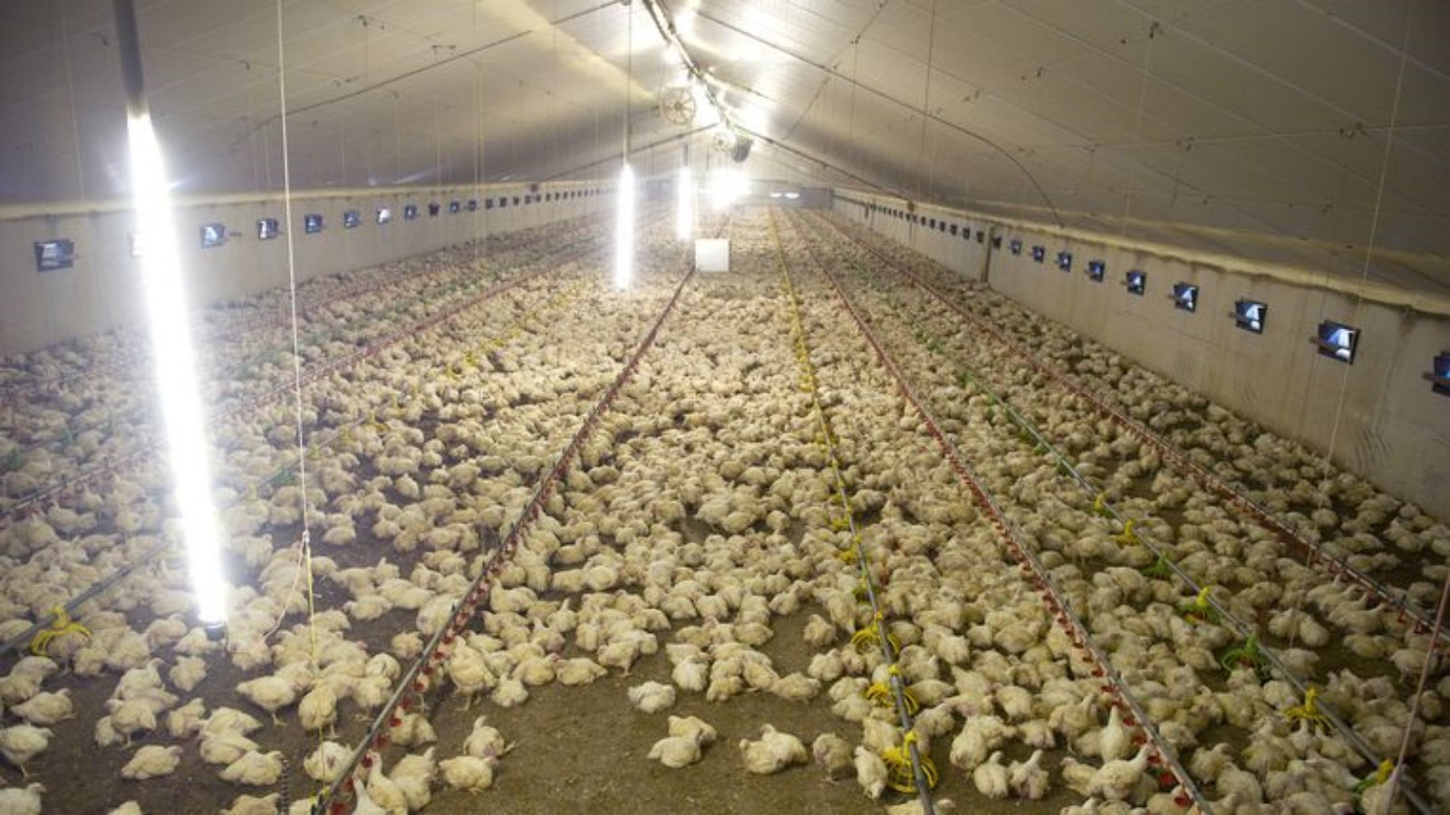 هولندا تعدم 190 ألف دجاجة بعد إصابتها بإنفلونزا الطيور
