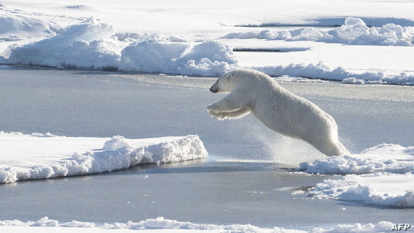 دبٌ قطبي تمت ملاحظته من قبل خفر السواحل هيلي في 23 آب/ أغسطس 2015، بينما كان يجري على القاطع في المحيط المتجمد الشمالي 