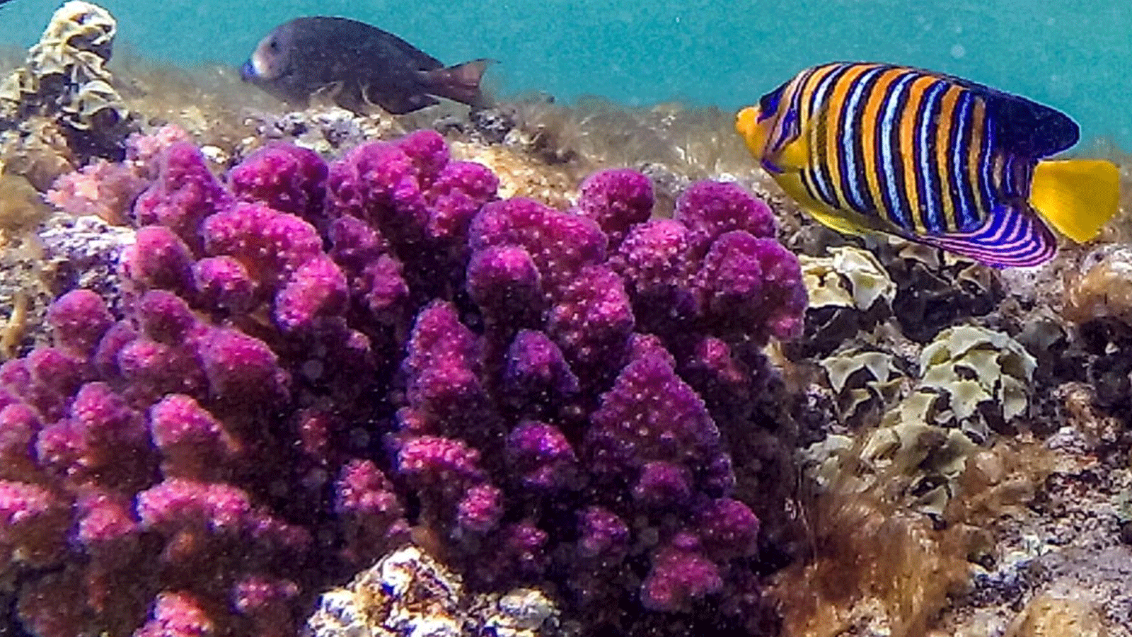 أسماك تسبح قرب الشعاب المرجانية في البحر الأحمر في 17 أيلول/سبتمبر 2022 