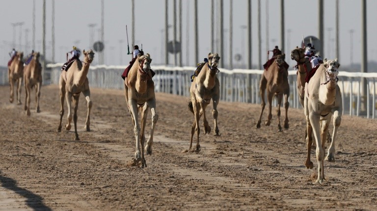 جمال تعدو خلال سباق للهجن في ميدان الشحانية على بعد 40 كلم شرق الدوحة في 29 تشرين الأول/أكتوبر 2022