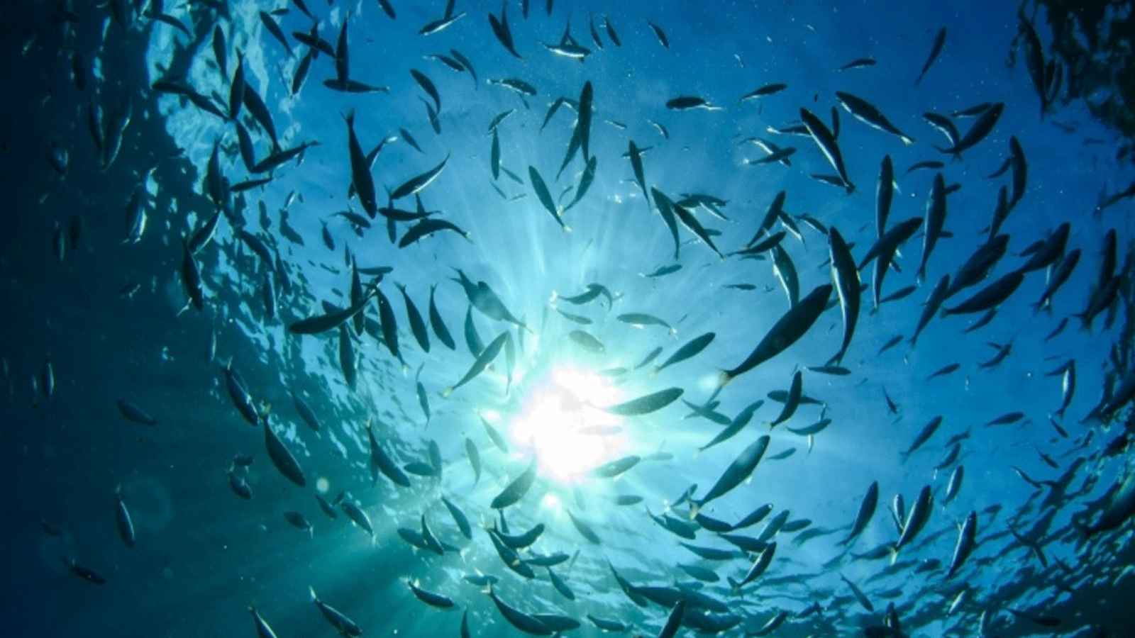 الأسماك مسؤولة وحدها عن التقاط 5,5 غيغا طن من الكربون