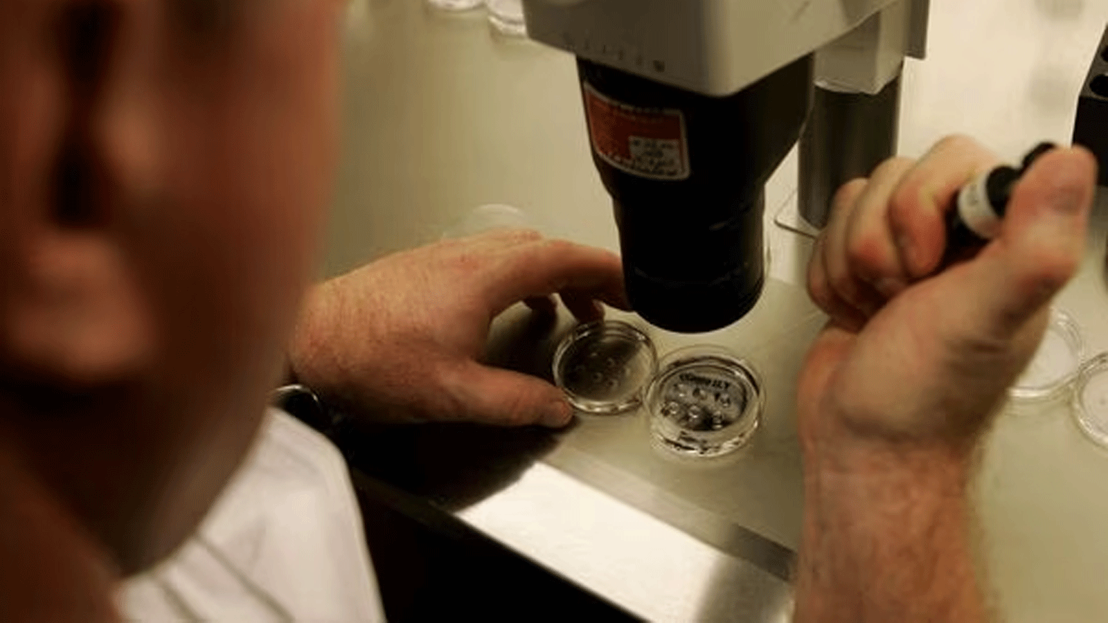 أشباه الأجنة... "ثورة" علمية تدفع نحو ضوابط تنظيمية أولى